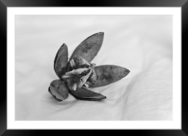 Dry cotton flower and square Framed Mounted Print by Arfabita  