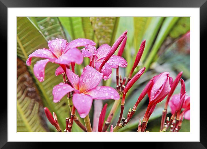 Pink Hibiscus in Goan Monsoons Framed Mounted Print by Arfabita  