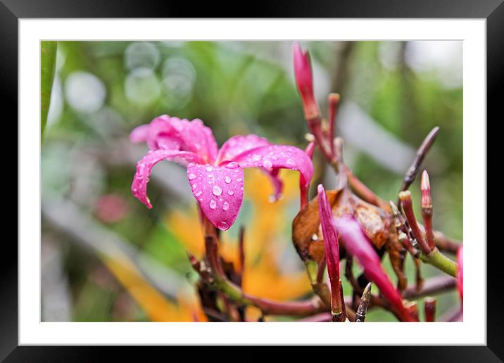 Hibiscus raindrops are falling on my head Framed Mounted Print by Arfabita  
