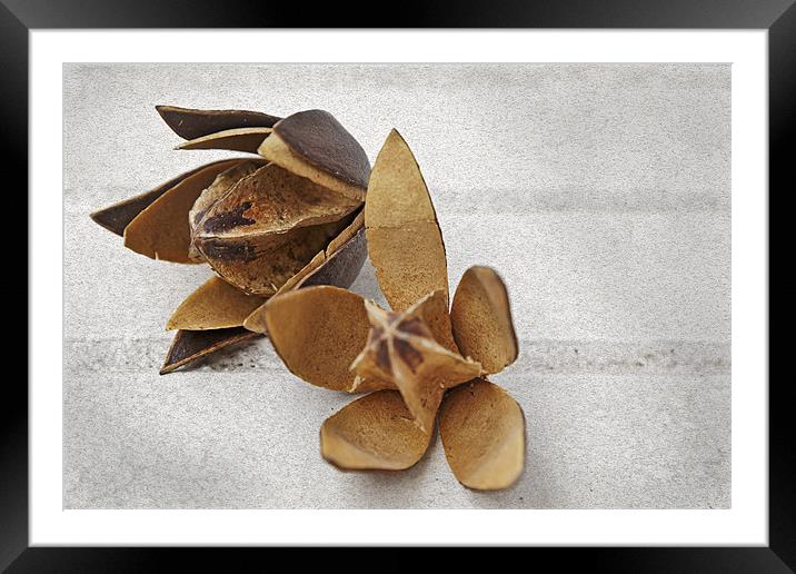 Open dehydrated Cotton Square Framed Mounted Print by Arfabita  