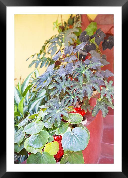 Hidden Plant Pots Framed Mounted Print by Arfabita  