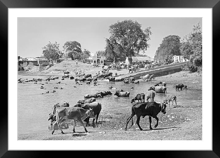 Gujarat Hinterlands and Cattle Framed Mounted Print by Arfabita  