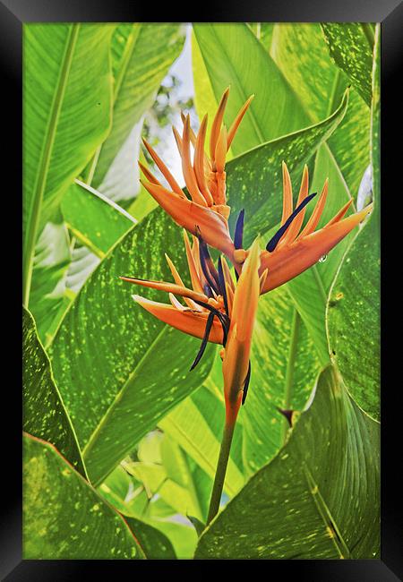Flora Bird of Paradise in the Greens Framed Print by Arfabita  
