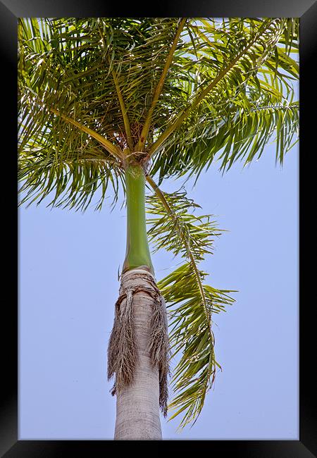 Tropical Royal Palm abstract Framed Print by Arfabita  