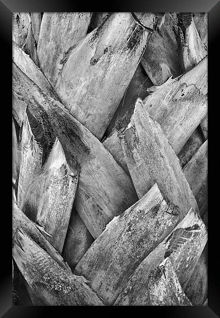 Tonal Royal Coconut Palm Bark Texture Framed Print by Arfabita  