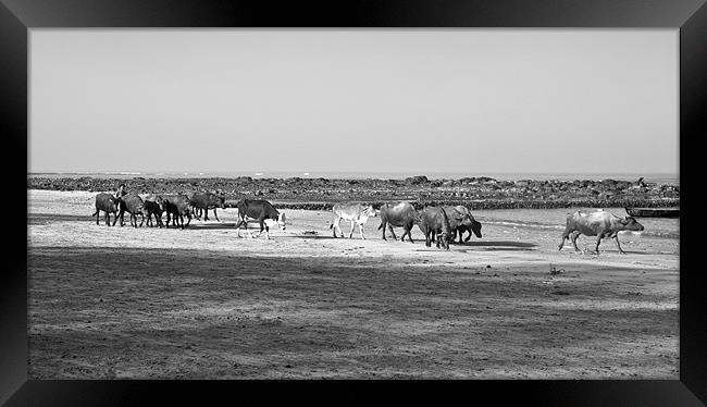 Indian herd spend a day at Seaside Framed Print by Arfabita  