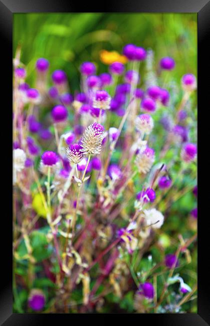 Thistle in a bed Framed Print by Arfabita  