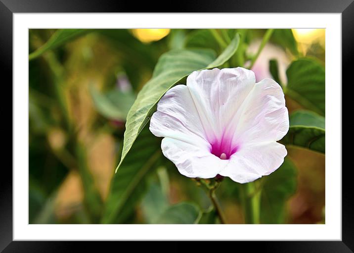 White fluted Hibiscus Framed Mounted Print by Arfabita  