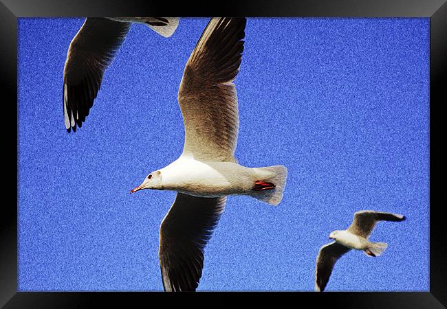 Seagulls in flight Framed Print by Arfabita  