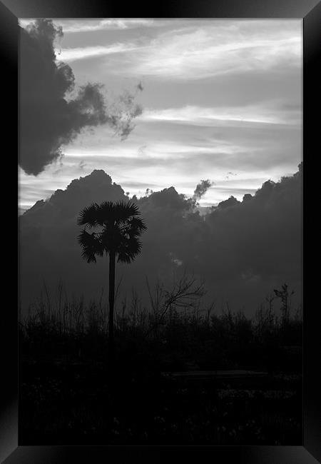 Lone Palm Framed Print by Arfabita  