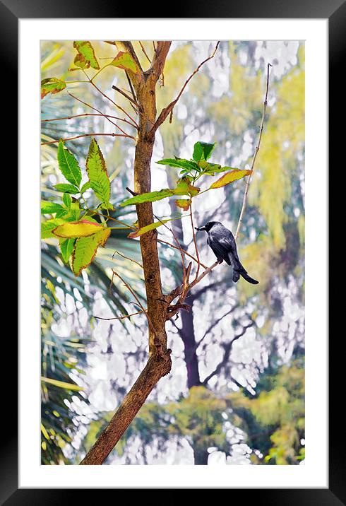 Indian Black Drongo with juicy Takeaway Framed Mounted Print by Arfabita  