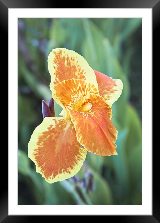 Multi colored Hibiscus a portrait Framed Mounted Print by Arfabita  