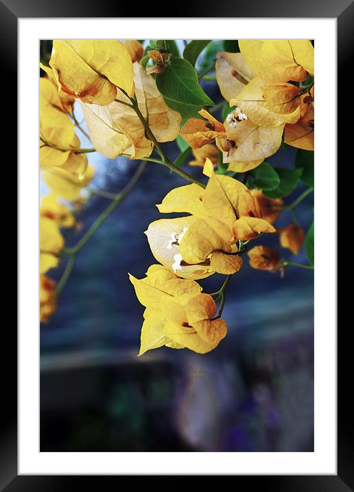 Bougainvillea Orange Leaves Framed Mounted Print by Arfabita  