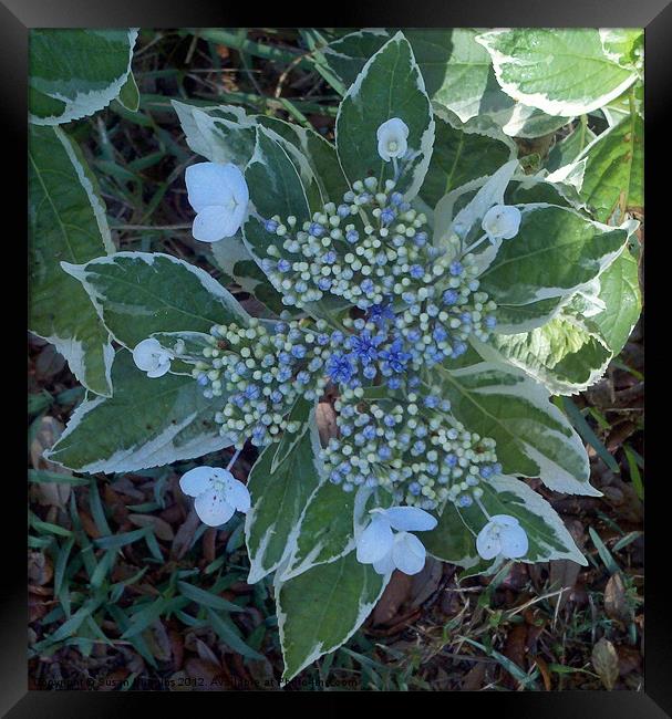 Blue Variergated Hydrangea Framed Print by Susan Medeiros