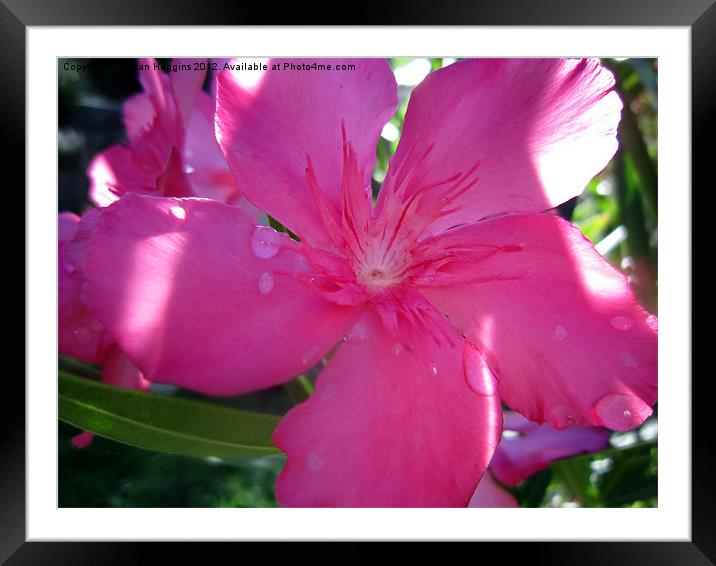 Pretty In Pink Framed Mounted Print by Susan Medeiros
