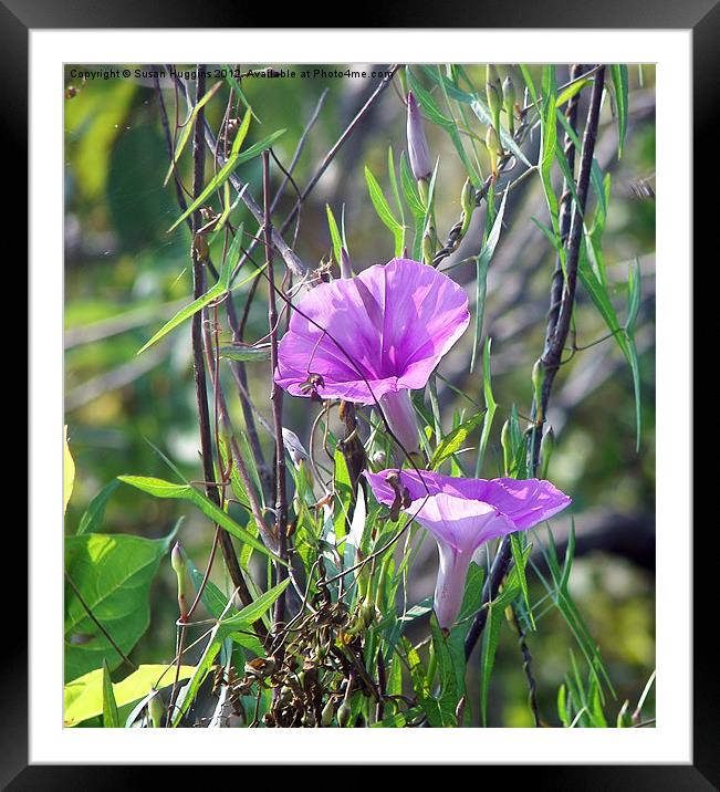 Amazing Pink Wildflower Framed Mounted Print by Susan Medeiros