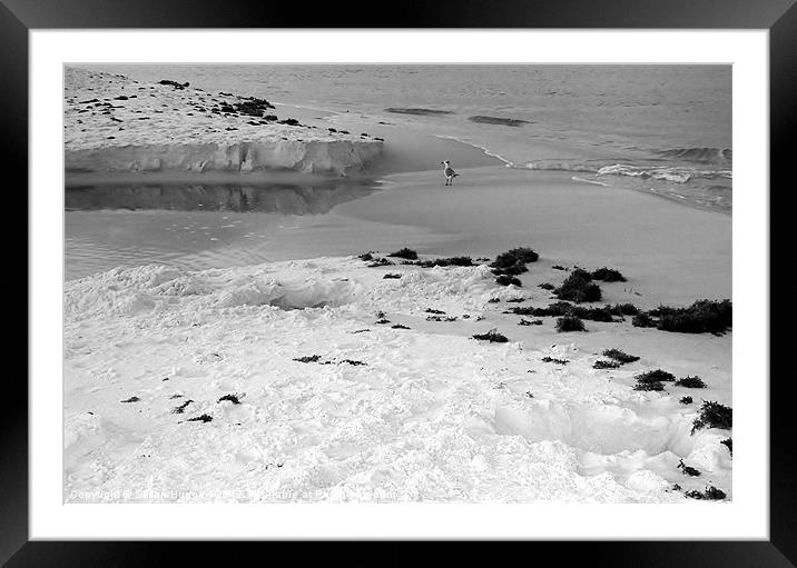 Seagull waiting at inlet Framed Mounted Print by Susan Medeiros