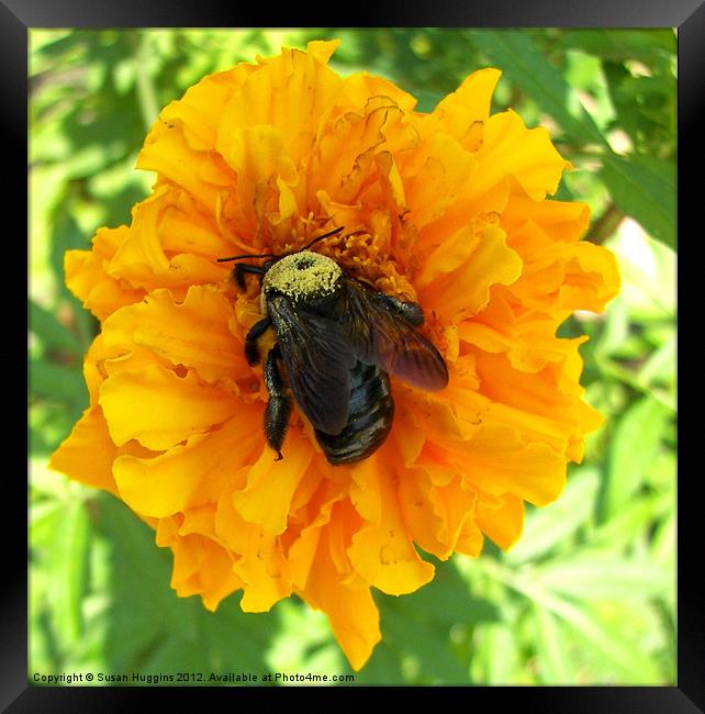 Bumblebee On Orange Marigold Framed Print by Susan Medeiros