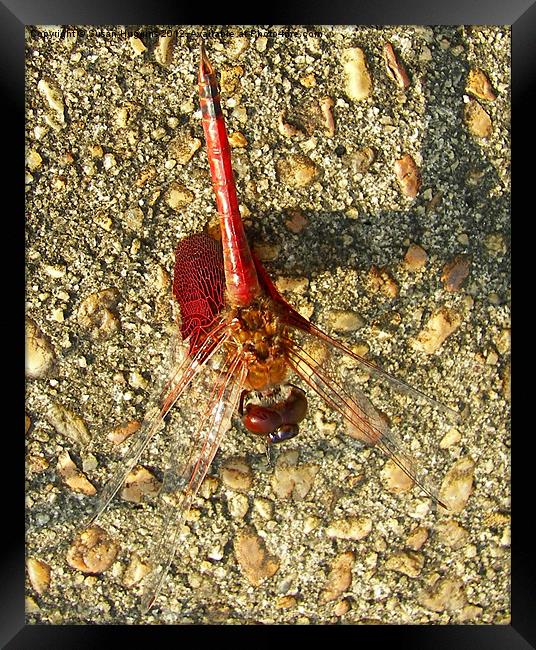 Red Dragonfly Framed Print by Susan Medeiros