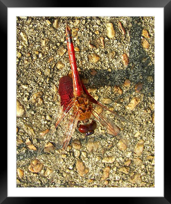 Red Dragonfly Framed Mounted Print by Susan Medeiros