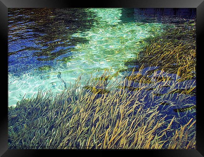 EEL Grass Filter Framed Print by Susan Medeiros