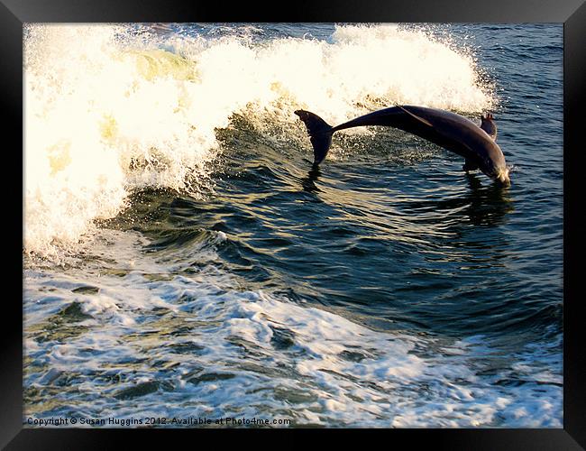 Out of the Water (dolphin2) Framed Print by Susan Medeiros