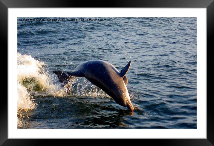 Playing Dolphins (Dolphins3) Framed Mounted Print by Susan Medeiros