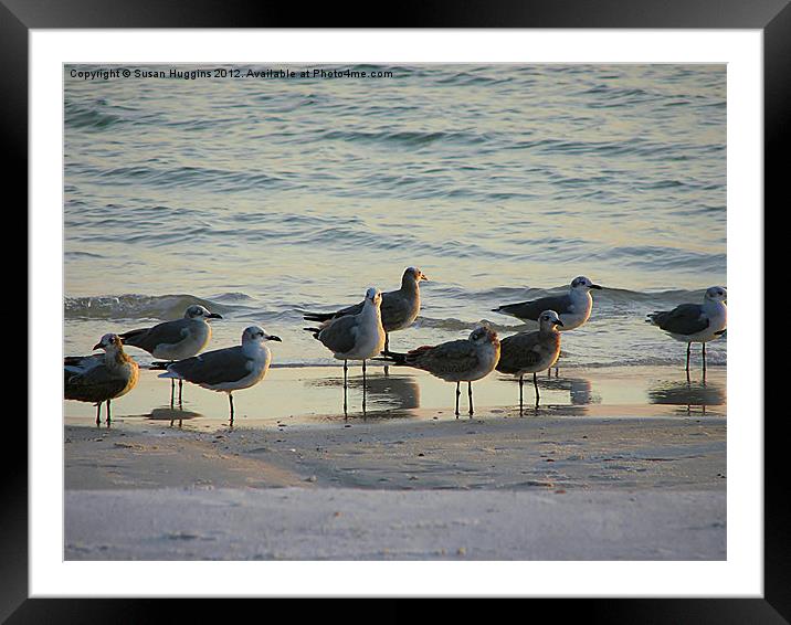 Birds Of A Feather Framed Mounted Print by Susan Medeiros
