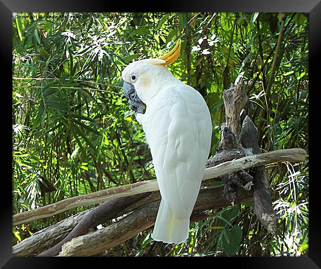 Beautiful White Cockatoo Framed Print by Susan Medeiros