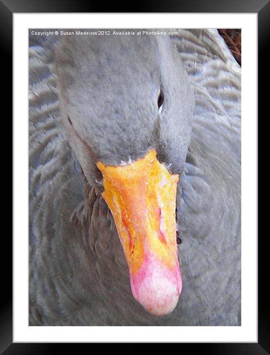 Grey Goose! Framed Mounted Print by Susan Medeiros