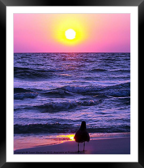 Seagull's Sunset Framed Mounted Print by Susan Medeiros