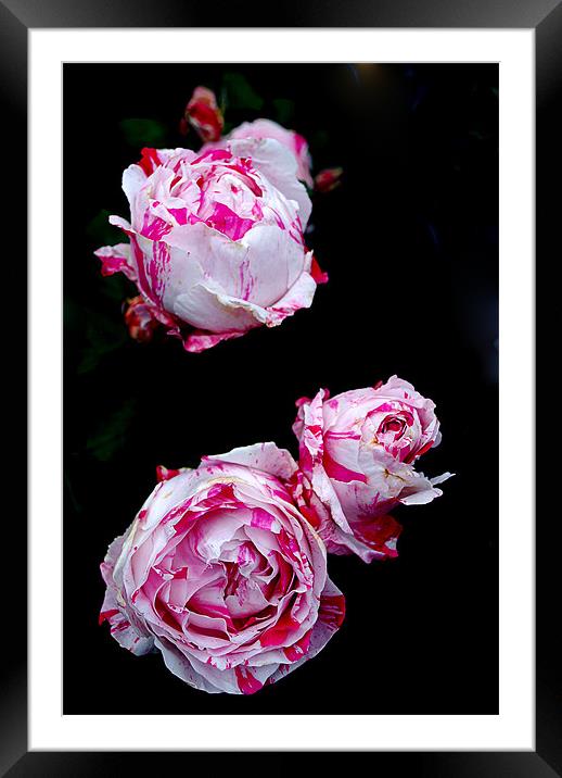 Pink Roses Framed Mounted Print by Panas Wiwatpanachat