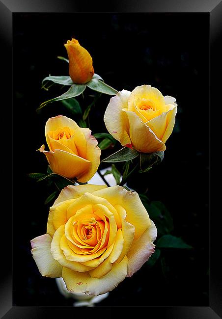 Yellow Roses Framed Print by Panas Wiwatpanachat