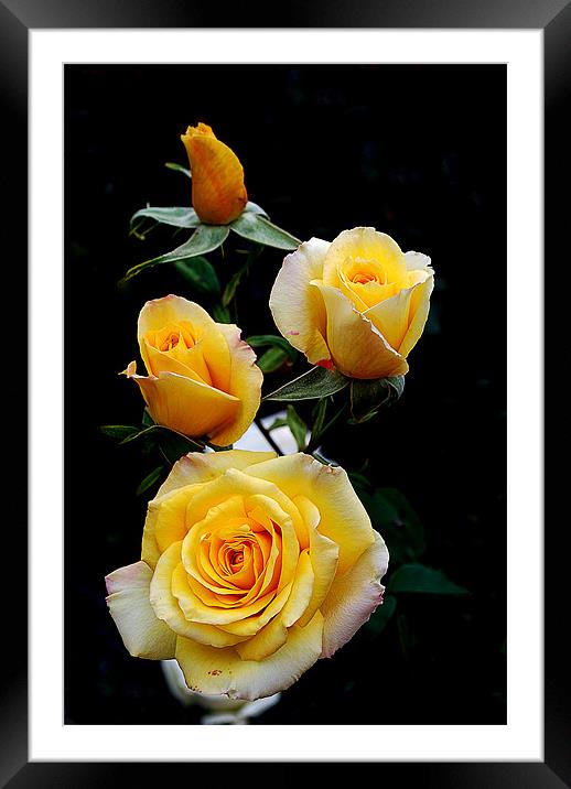 Yellow Roses Framed Mounted Print by Panas Wiwatpanachat