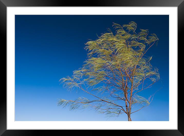 Against the Wind Framed Mounted Print by Panas Wiwatpanachat