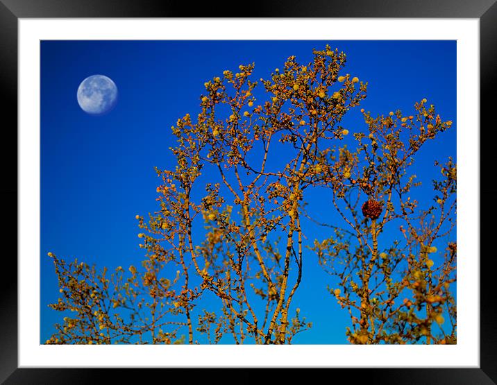 Desert Plant and a Full Moon Framed Mounted Print by Panas Wiwatpanachat