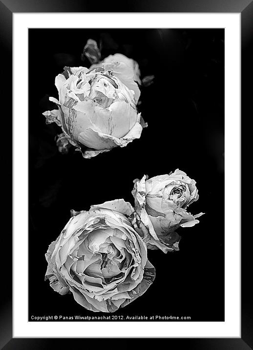 Pink Roses in Black and White Framed Mounted Print by Panas Wiwatpanachat