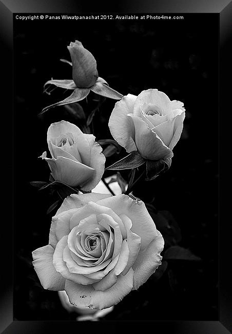 Black and white rose Framed Print by Panas Wiwatpanachat