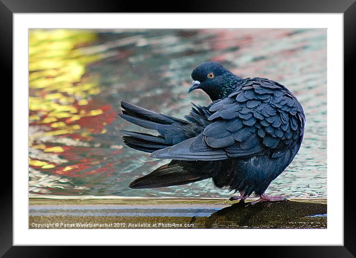 Dancing Pigeon Framed Mounted Print by Panas Wiwatpanachat