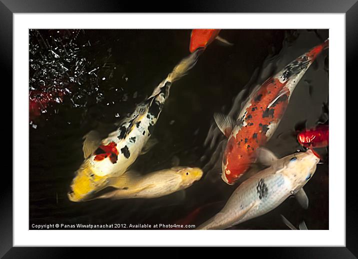 Koi Pond Framed Mounted Print by Panas Wiwatpanachat