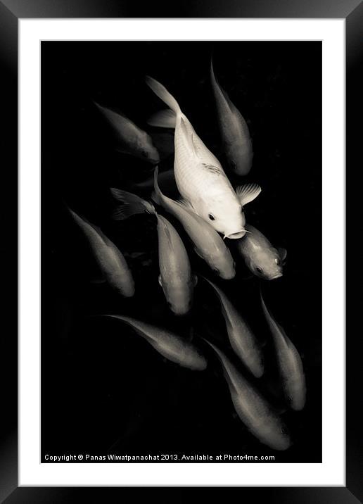 White among Red Koi Fish Framed Mounted Print by Panas Wiwatpanachat