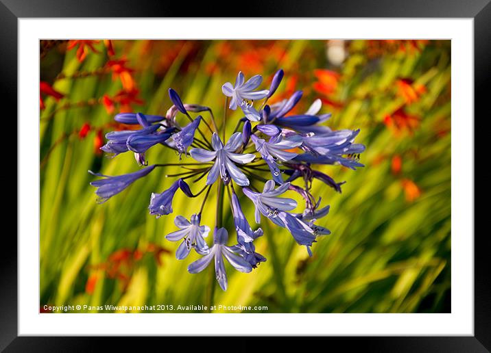 African Lilly Framed Mounted Print by Panas Wiwatpanachat