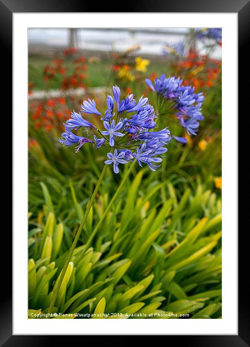Garden by the Beach Framed Mounted Print by Panas Wiwatpanachat