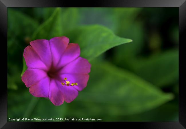 Purple Flower Framed Print by Panas Wiwatpanachat