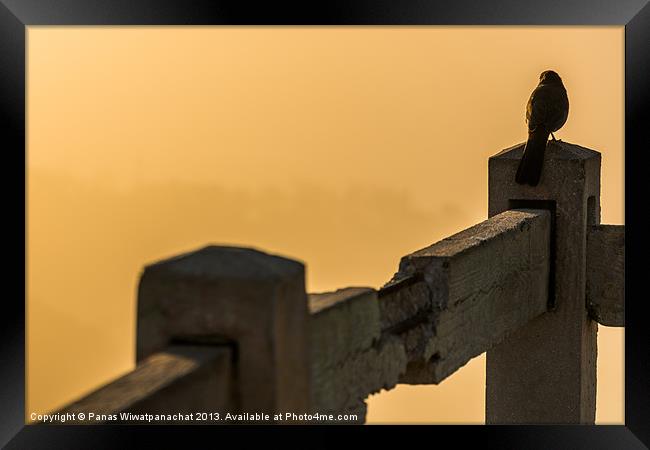 Bird on Fence Framed Print by Panas Wiwatpanachat