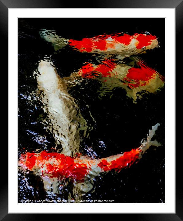 Fish in the Koi Pond Framed Mounted Print by Panas Wiwatpanachat