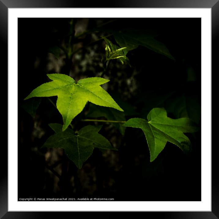 Plant leaves Framed Mounted Print by Panas Wiwatpanachat