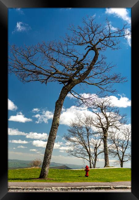 Trees on the mountain top Framed Print by Panas Wiwatpanachat