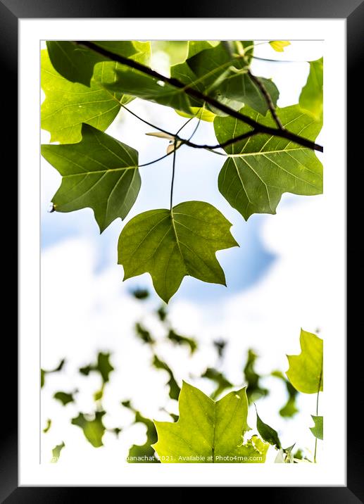 Green Maple Framed Mounted Print by Panas Wiwatpanachat