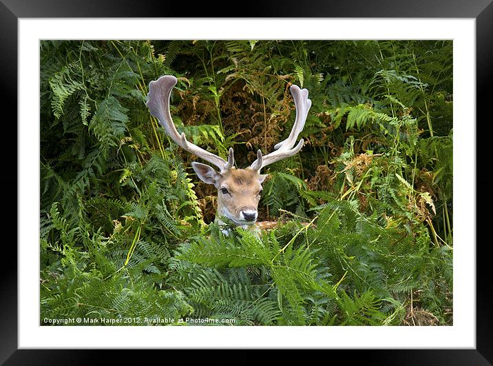Fallow Deer in the fern. Framed Mounted Print by Mark Harper
